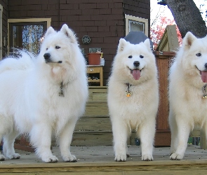 piękne, Samojedy, trzy