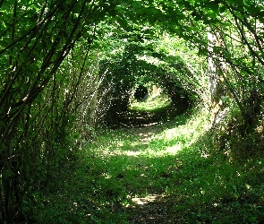 Tunel, Drzewa, Las
