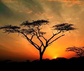 Drzewo, Zachód Słońca
