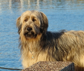 Owczarek francuski Briard, woda, niebieska