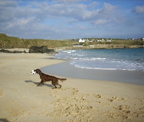 plaża, piłka, Seter irlandzki