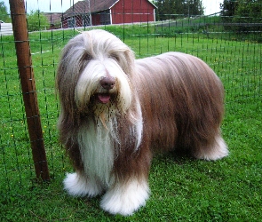 Zadbany, Bearded collie