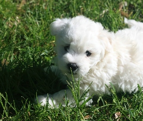 Biały, Coton de Tulear