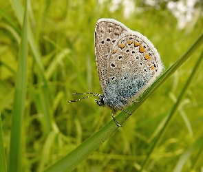 Źdźbło, Trawy, Motyl