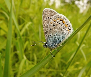 Motyl, Trawy, Źdźbło