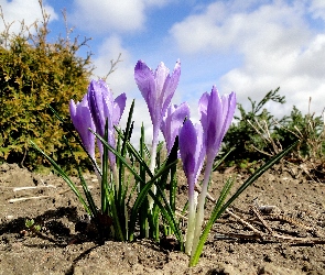 Krokusy, Fioletowe