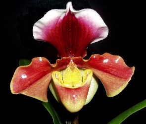 Paphiopedilum, Łacińska, Sabotek, Nazwa