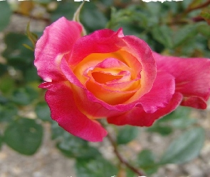 Różowa, Zdjęcie, Poszarpane, Róża