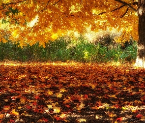 Jesień, Liście, Opadłe, Drzewo