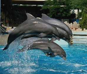 basen, woda, Delfiny, stado