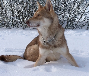 Saarlooswolfhond, krzaki, śnieg