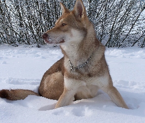śnieg, krzaki, Saarlooswolfhond