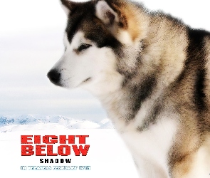 Eight Below, zima, zaprzęgowy, pies