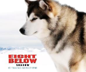 zima, zaprzęgowy, Eight Below, pies