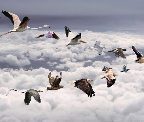 Ptaki, Chmury