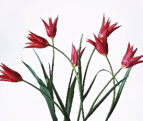Czerwone, Tulipany