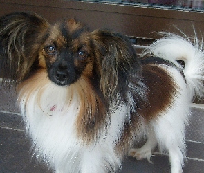 śliczny, Spaniel kontynentalny miniaturowy Phalene