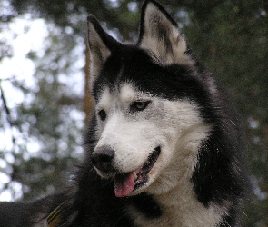 postawione, Siberian Husky, uszy