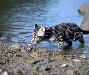 Ocelot, Rzeka