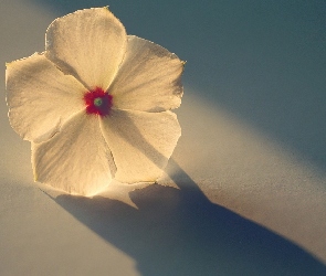 Biały, Słońce, Kwiatuszek