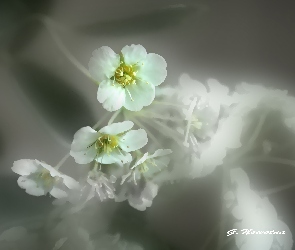 Kwiatuszki, Białe