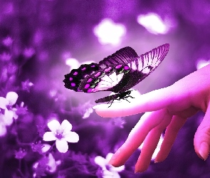 Dłoń, Kwiaty, Motyl