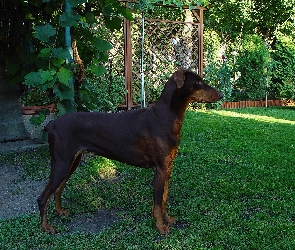 Bronzowy, Doberman
