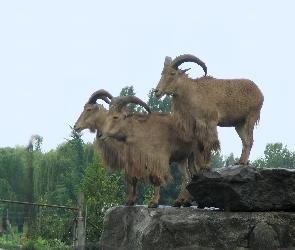 Brązowe, Kozice, Trzy