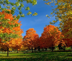 Ławka, Drzewa, Jesień, Park