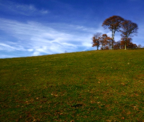 Drzewka, Trawa, Zielona, Łąka