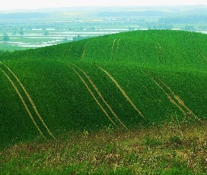 Zielona, Łąka