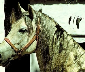 Koń, Siwek