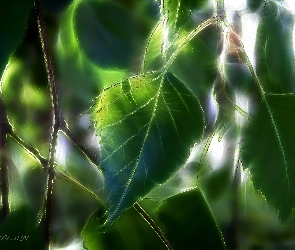 Liście, Fractalius, Brzoza