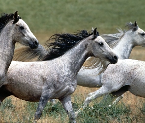 Konie, Galop, Białe
