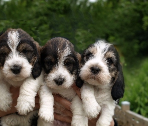 Petit Basset Griffon Vendéen, Szczeniaki