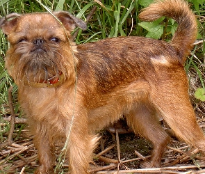 pyszczek, Gryfonika brukselskiego