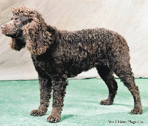 Amerykański spaniel dowodny