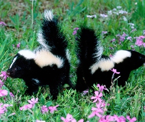 Skunksy, łąka