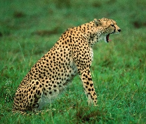 Gepard, Ziewający