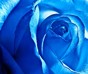 Róża, Niebieska