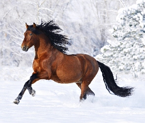 Galopujący, Śnieg, Koń