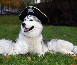 Kapitańska, Czapka, Siberian, Husky