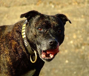 obroża, Staffordshire Bull Terrier