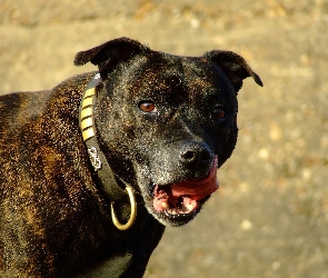 Staffordshire Bull Terrier, obroża