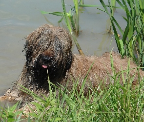 Owczarek Francuski Briard