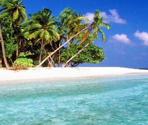 Wyspa, Plaża, Drzewo