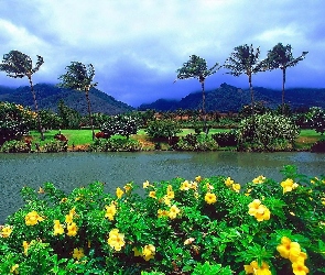 Rzeka, Palmy, Hawaje