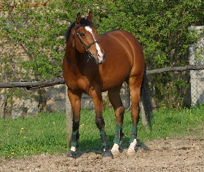 wybieg, uzda, Koń