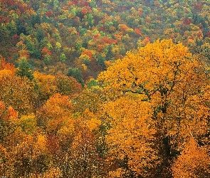 Kolorowe, Drzewa, Jesienne