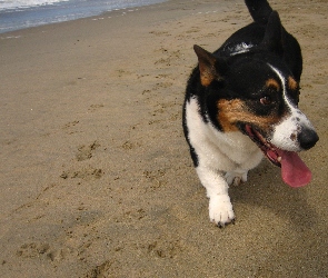 Welsh corgi cardigan, plaża